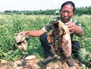 偃师吃瓜最新事件爆料新闻,最新爆料揭露惊人内幕  第2张