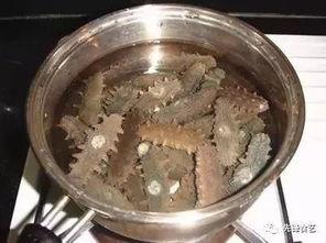 海参厨师爆料视频大全,独家爆料视频大全背后的烹饪奥秘  第1张